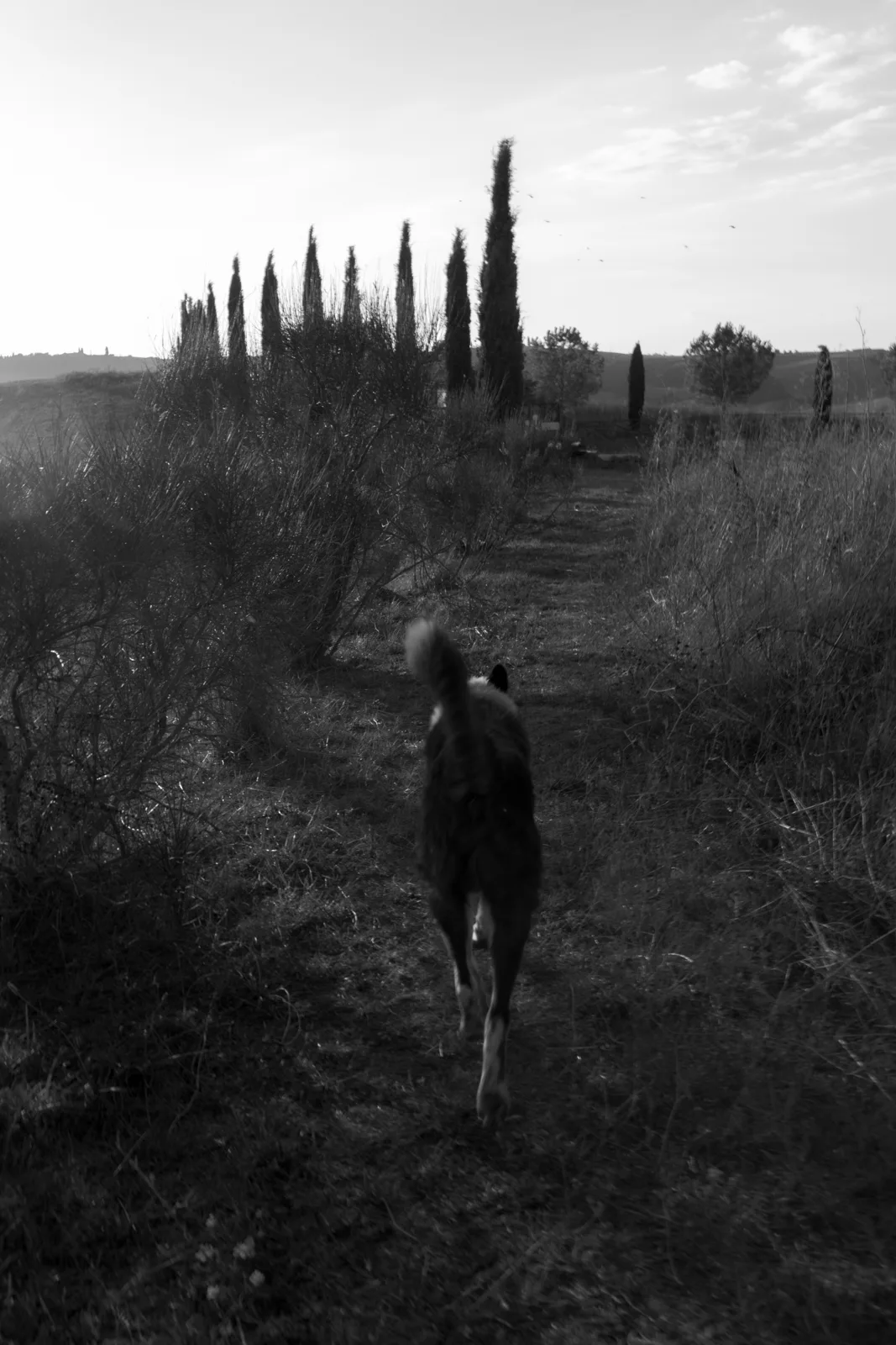 Home 39 A dog walks down a narrow dirt path surrounded by tall grass and bushes, with cypress trees lining the horizon in the background, all in black and white.